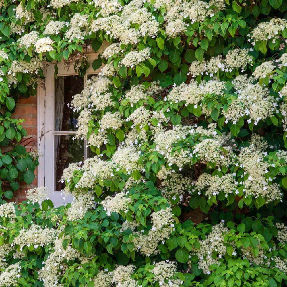 Hydrangea Petiolaris - View 20 from www redcrocus com