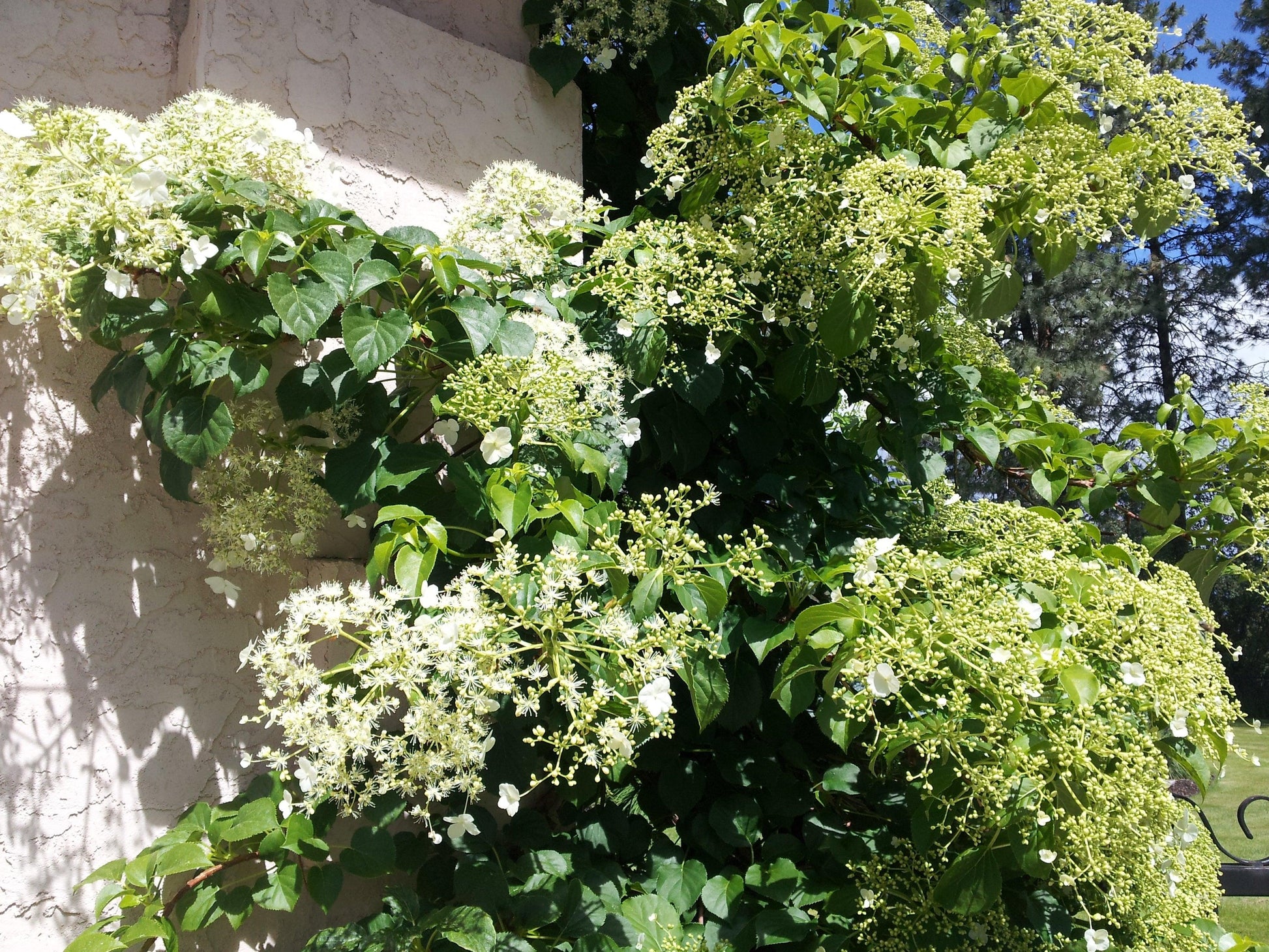 Hydrangea Petiolaris - View 4 from www redcrocus com