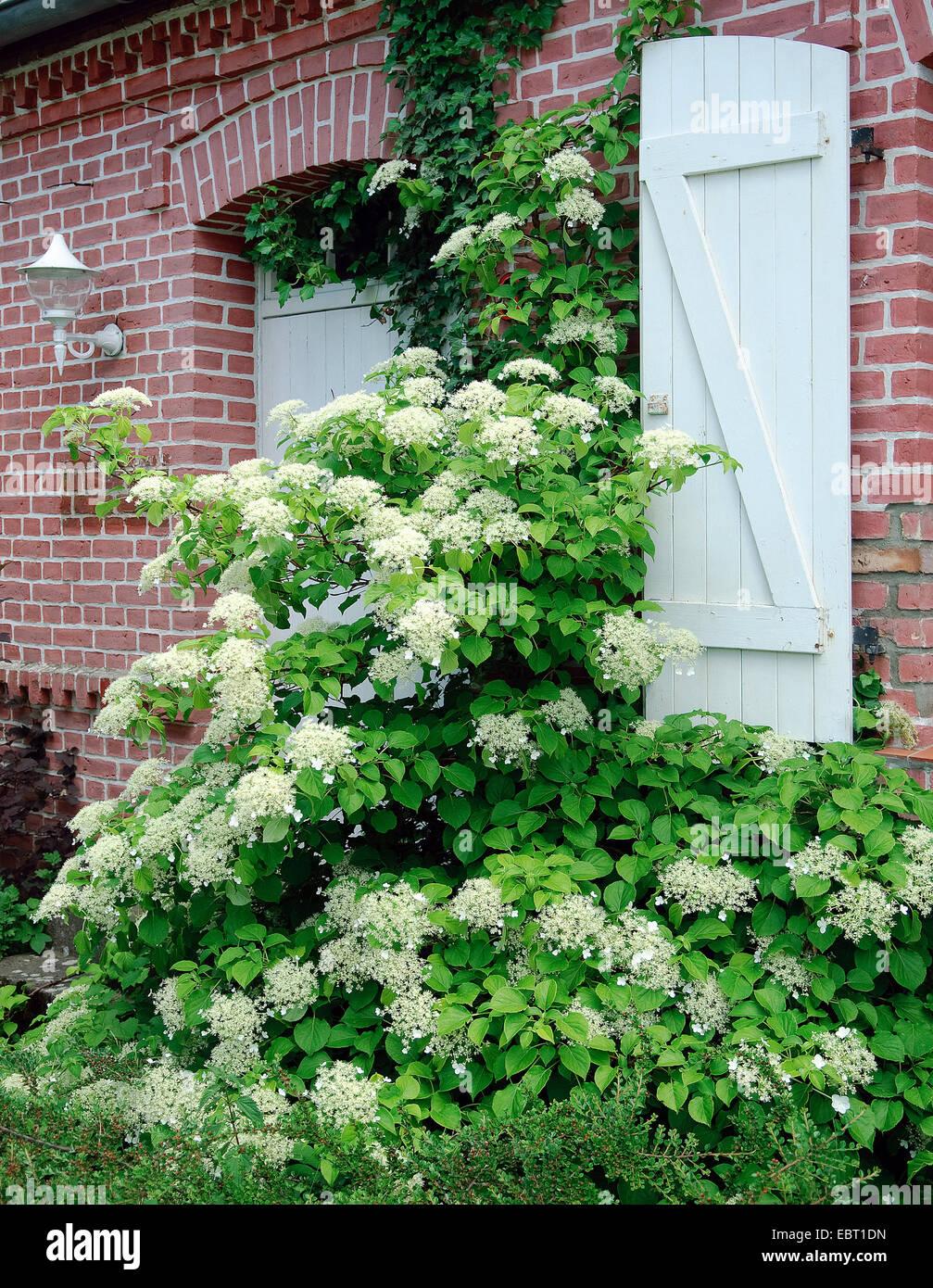 Hydrangea Petiolaris - View 7 from www redcrocus com