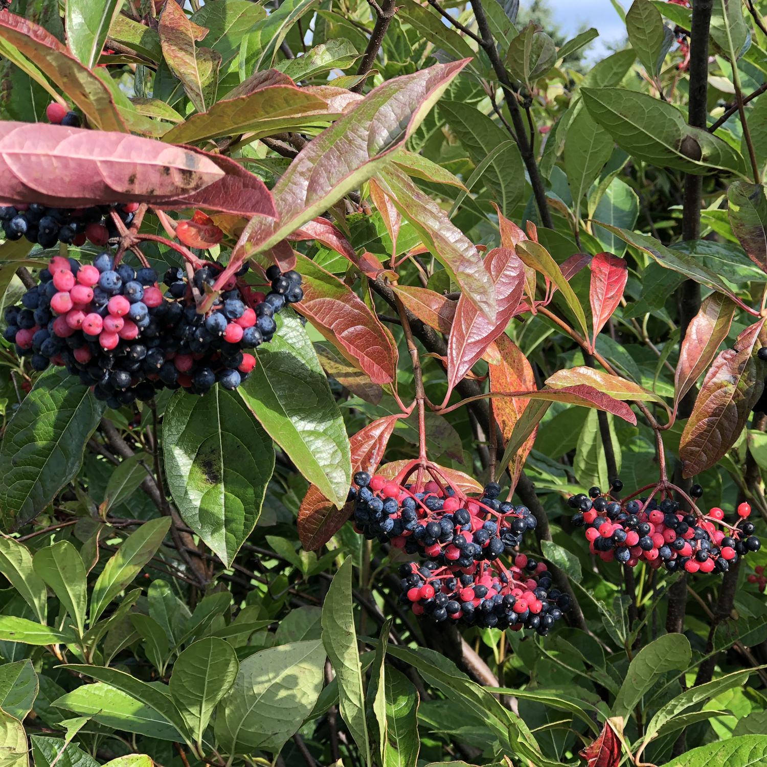 Viburnum Nudum 'brandywine' - View 6 from www redcrocus com