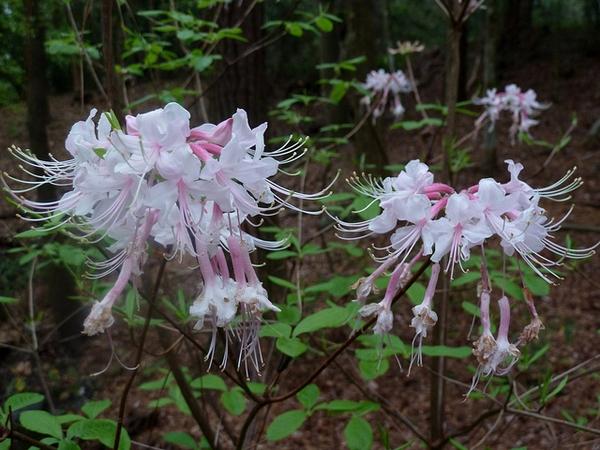 Azalea Canescens - View 10 from www redcrocus com