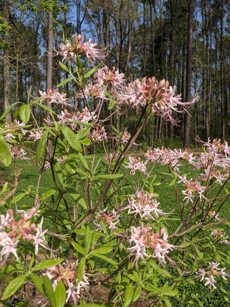 Azalea Canescens - View 12 from www redcrocus com