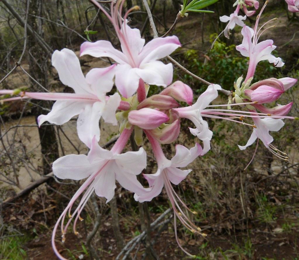 Azalea Canescens - View 14 from www redcrocus com