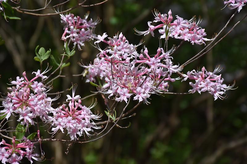Azalea Canescens - View 15 from www redcrocus com