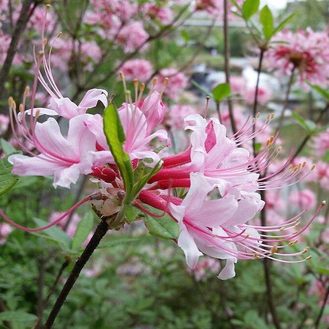 Azalea Canescens - View 16 from www redcrocus com