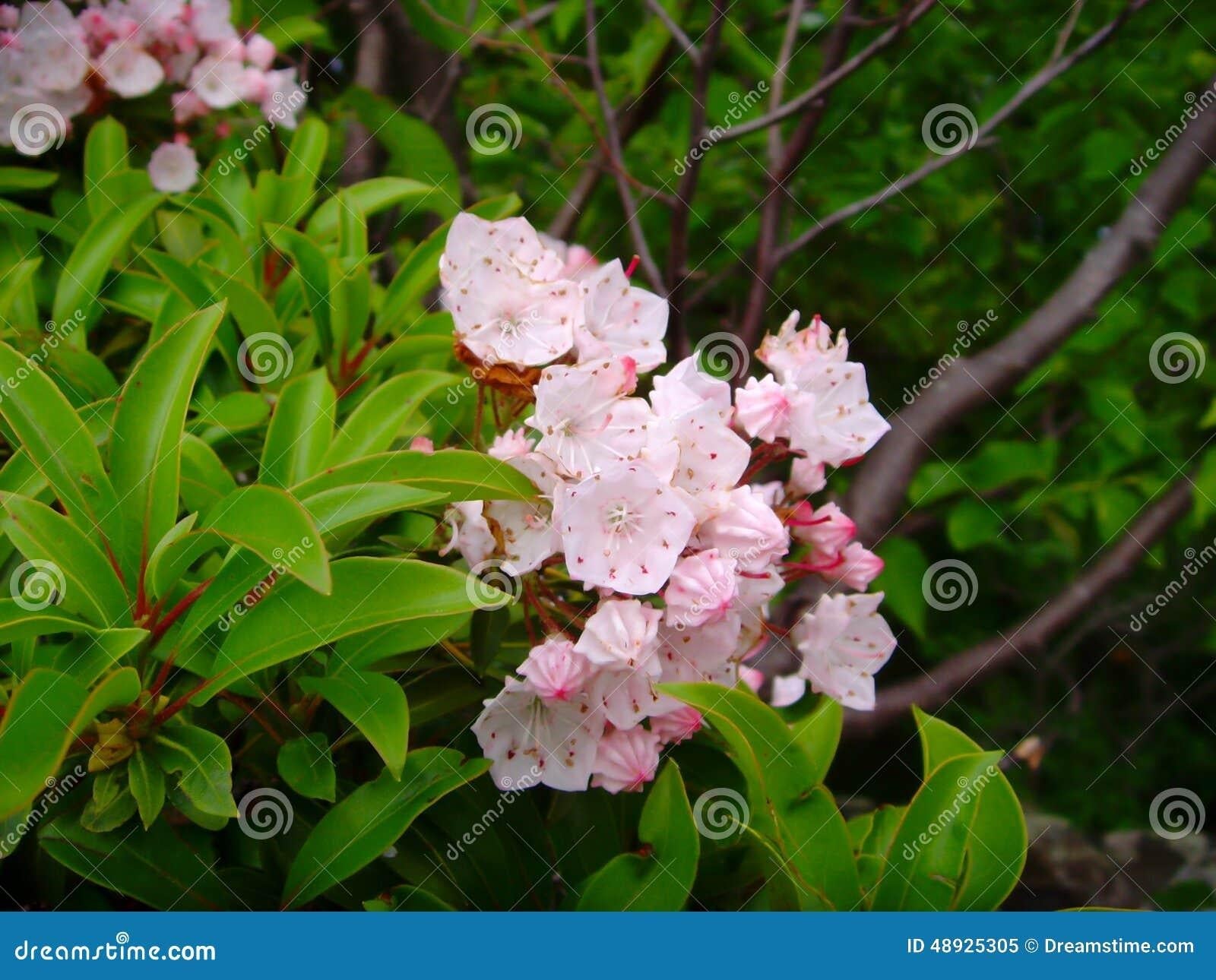 Azalea Canescens - View 18 from www redcrocus com