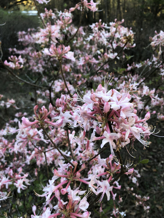 Azalea Canescens - View 1 from www redcrocus com