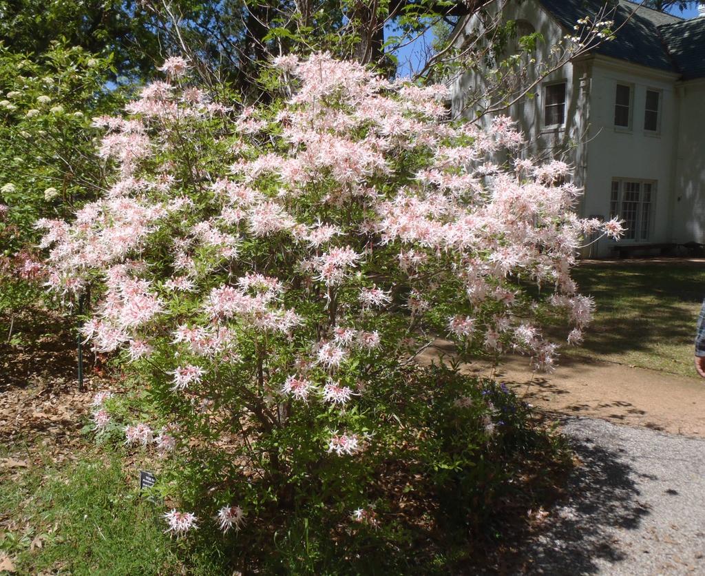 Azalea Canescens - View 2 from www redcrocus com