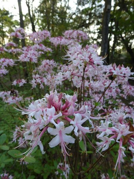 Azalea Canescens - View 3 from www redcrocus com