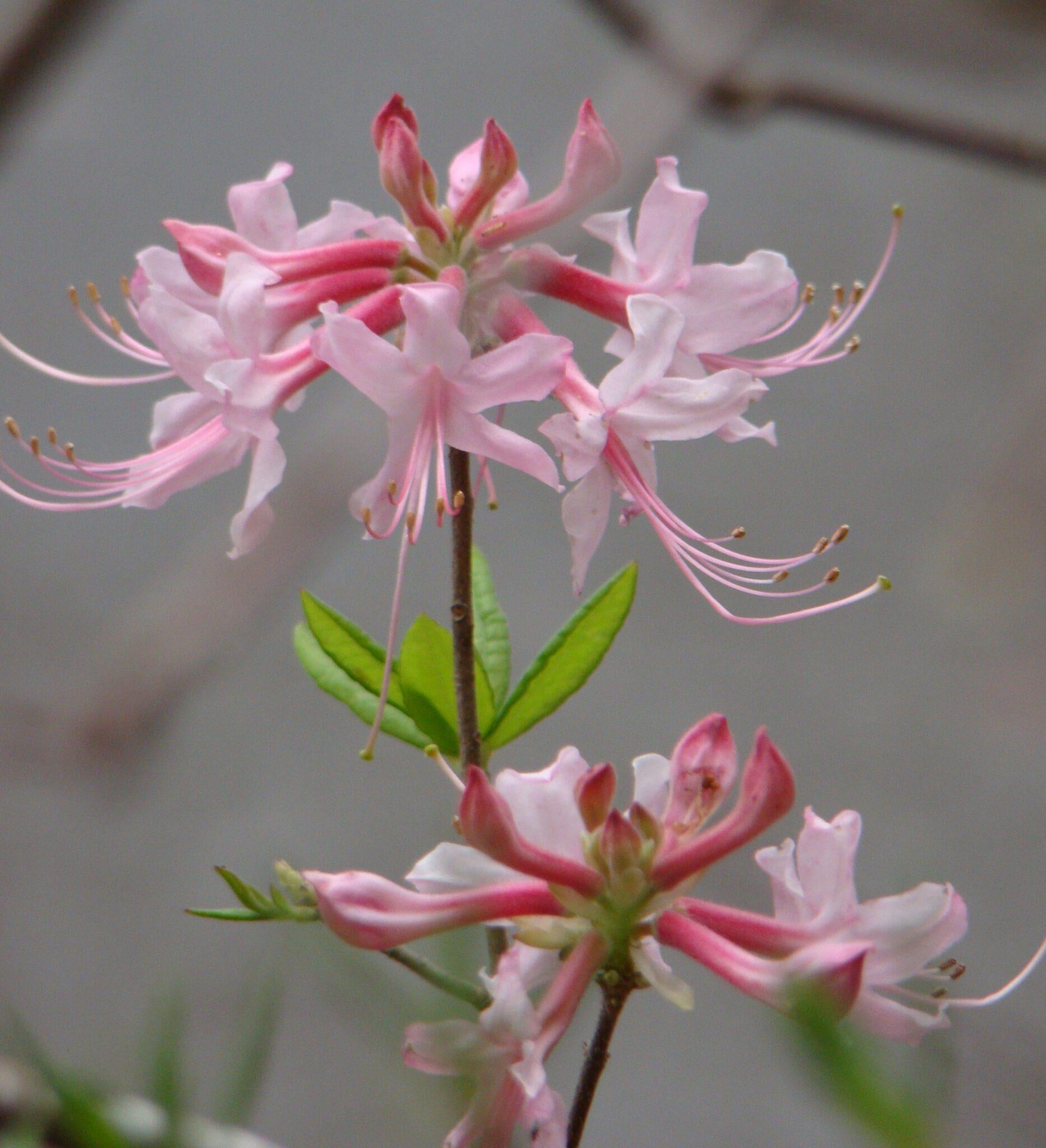 Azalea Canescens - View 4 from www redcrocus com