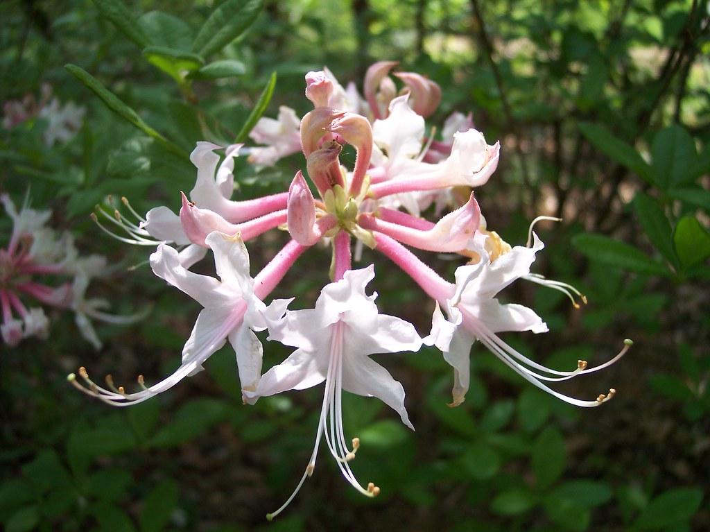 Azalea Canescens - View 5 from www redcrocus com