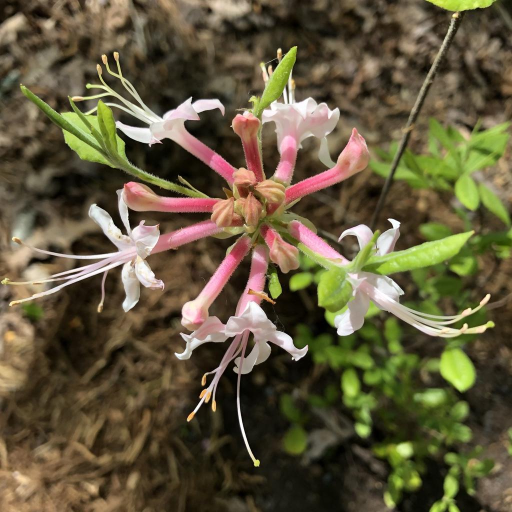 Azalea Canescens - View 7 from www redcrocus com