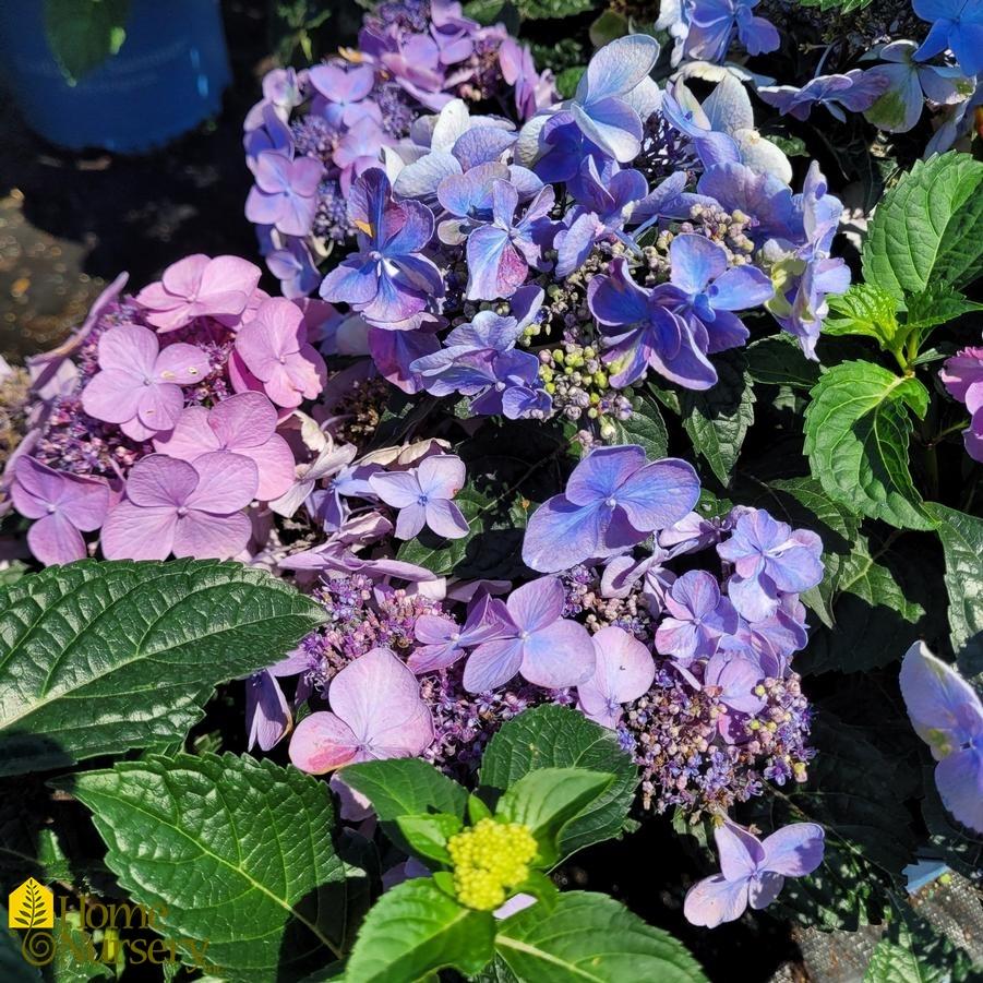 Hydrangea Macrophylla Pop Star - View 11 from www redcrocus com