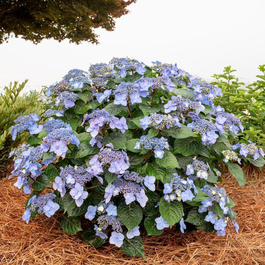 Hydrangea Macrophylla Pop Star - View 1 from www redcrocus com