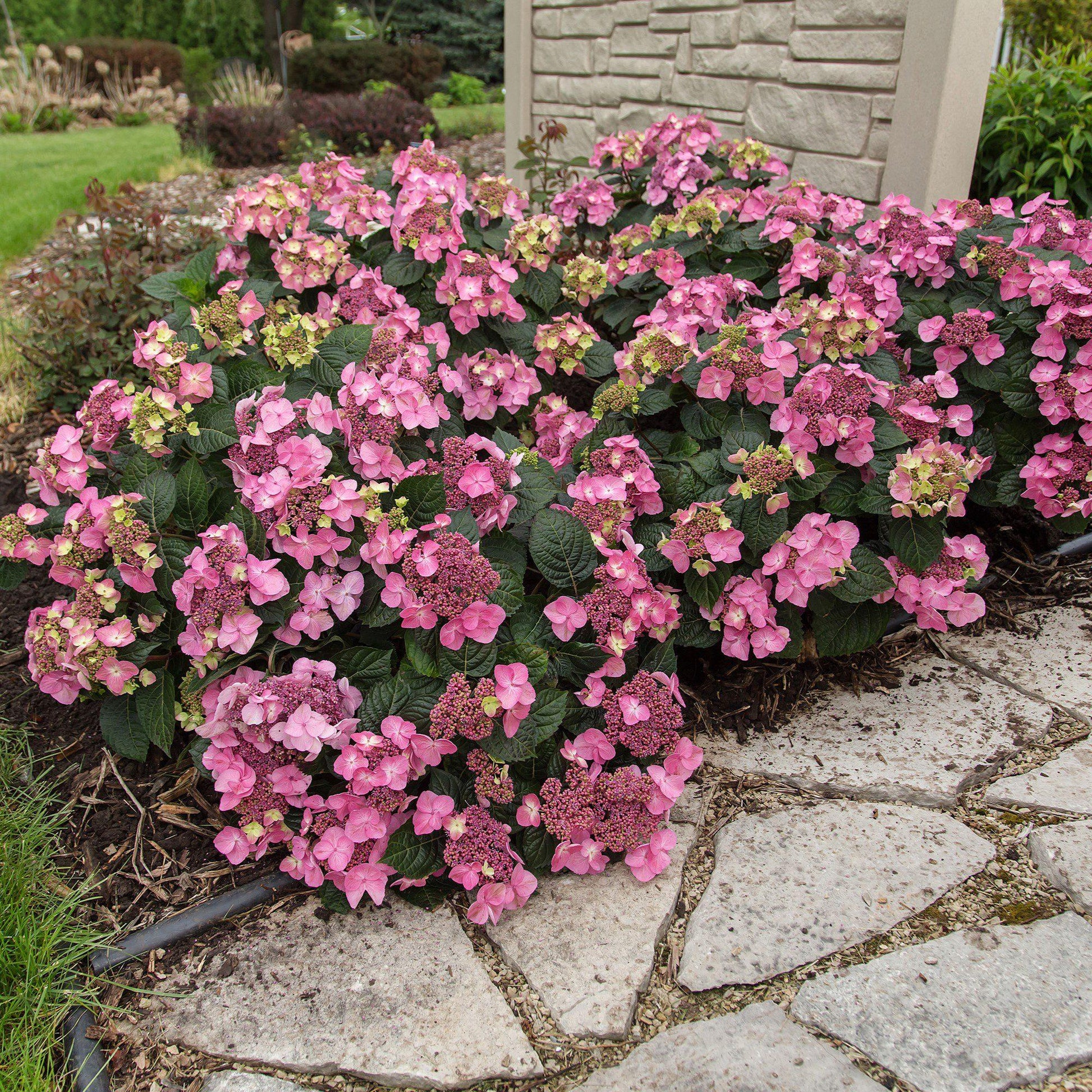 Hydrangea Macrophylla Pop Star - View 2 from www redcrocus com