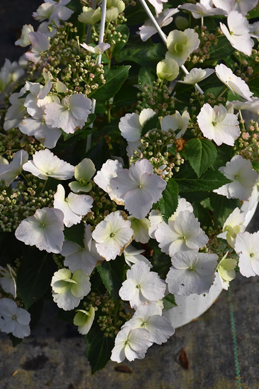 Hydrangea X Fairytrail Bride - View 11 from www redcrocus com