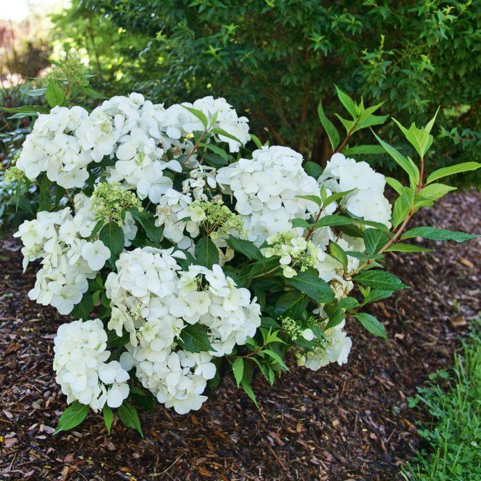 Hydrangea X Fairytrail Bride - View 12 from www redcrocus com
