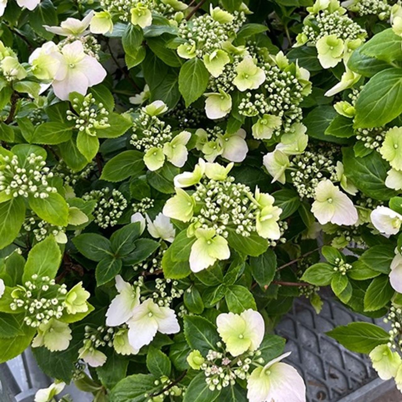 Hydrangea X Fairytrail Bride - View 13 from www redcrocus com