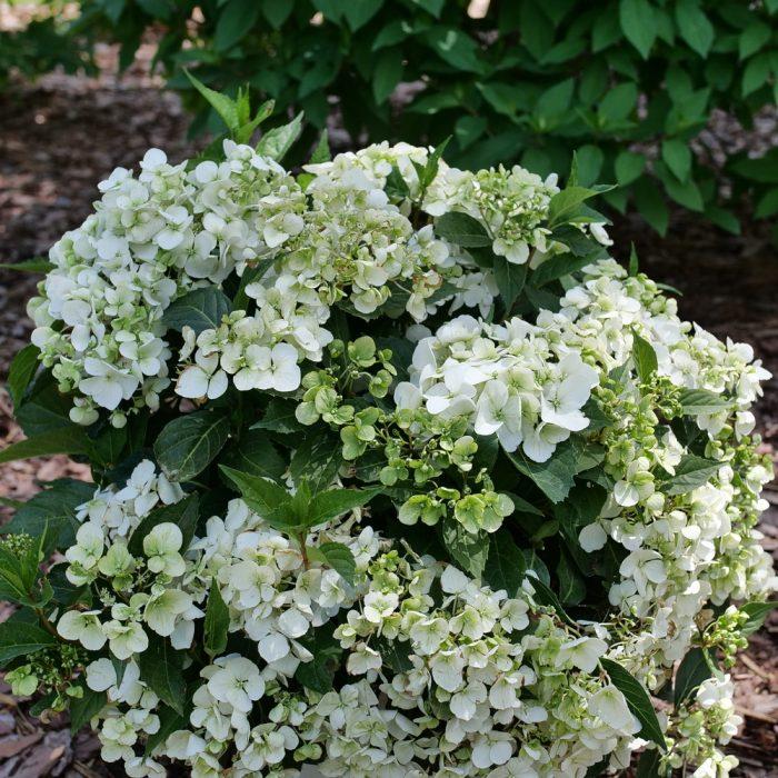 Hydrangea X Fairytrail Bride - View 15 from www redcrocus com