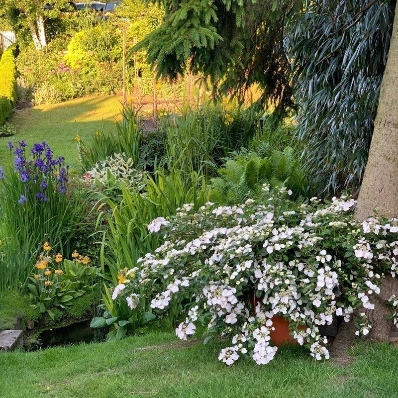 Hydrangea X Fairytrail Bride - View 16 from www redcrocus com