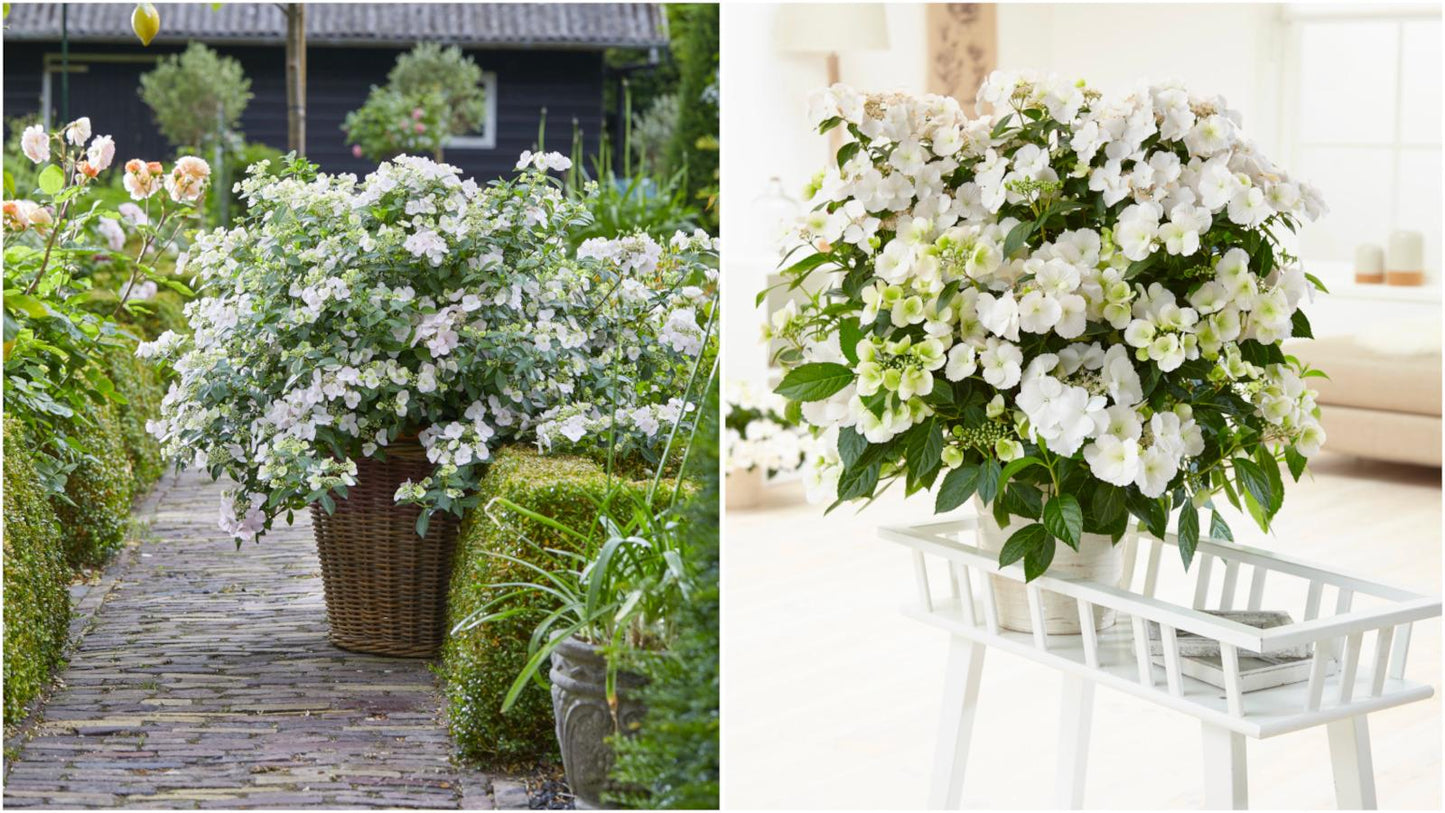 Hydrangea X Fairytrail Bride - View 19 from www redcrocus com
