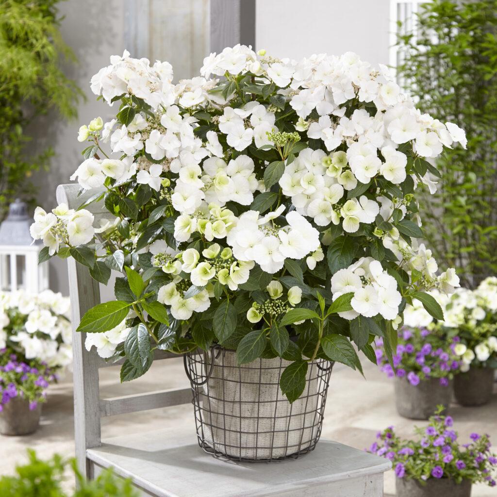 Hydrangea X Fairytrail Bride - View 2 from www redcrocus com