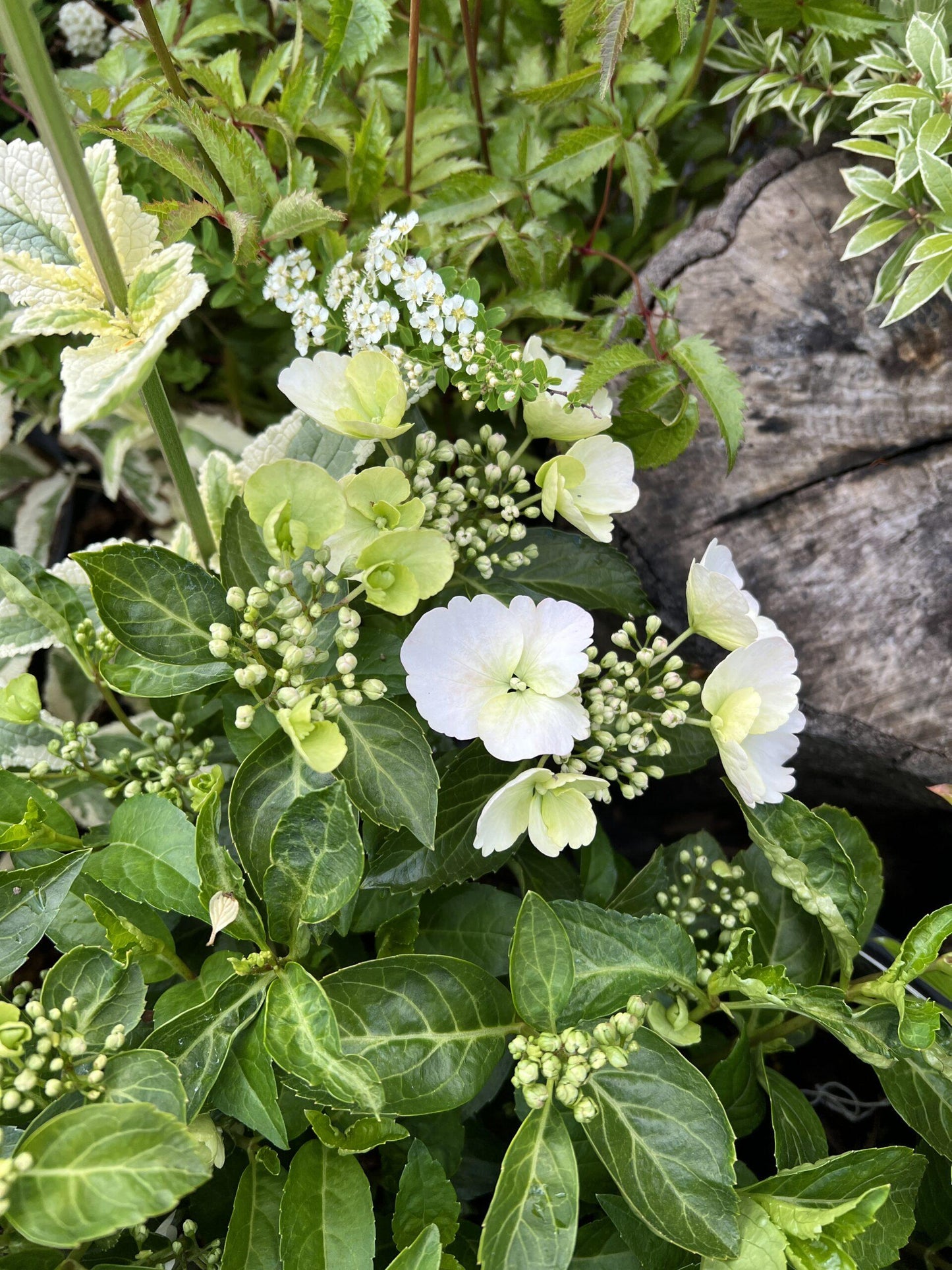 Hydrangea X Fairytrail Bride - View 3 from www redcrocus com