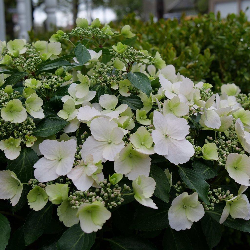 Hydrangea X Fairytrail Bride - View 4 from www redcrocus com