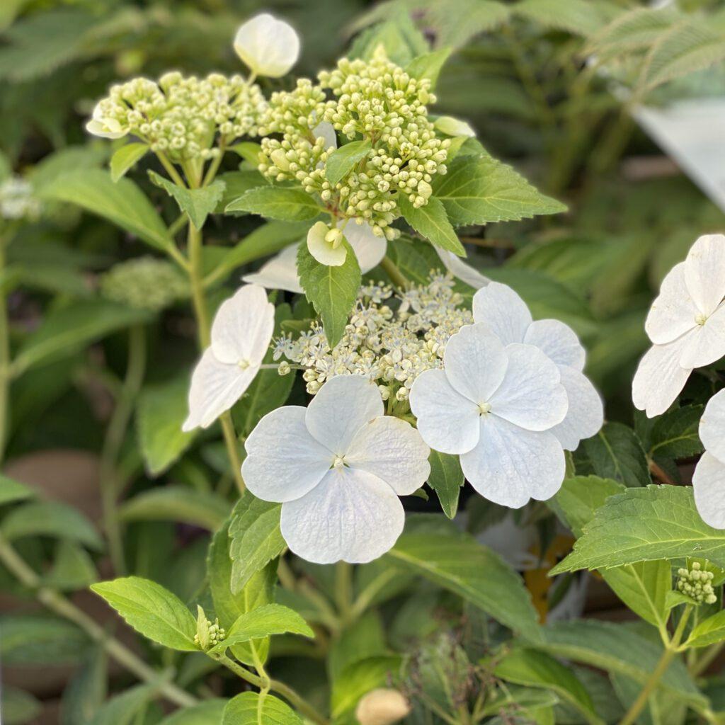 Hydrangea X Fairytrail Bride - View 7 from www redcrocus com