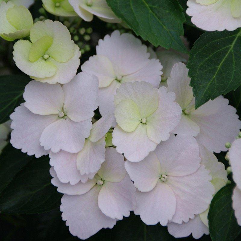 Hydrangea X Fairytrail Bride - View 9 from www redcrocus com