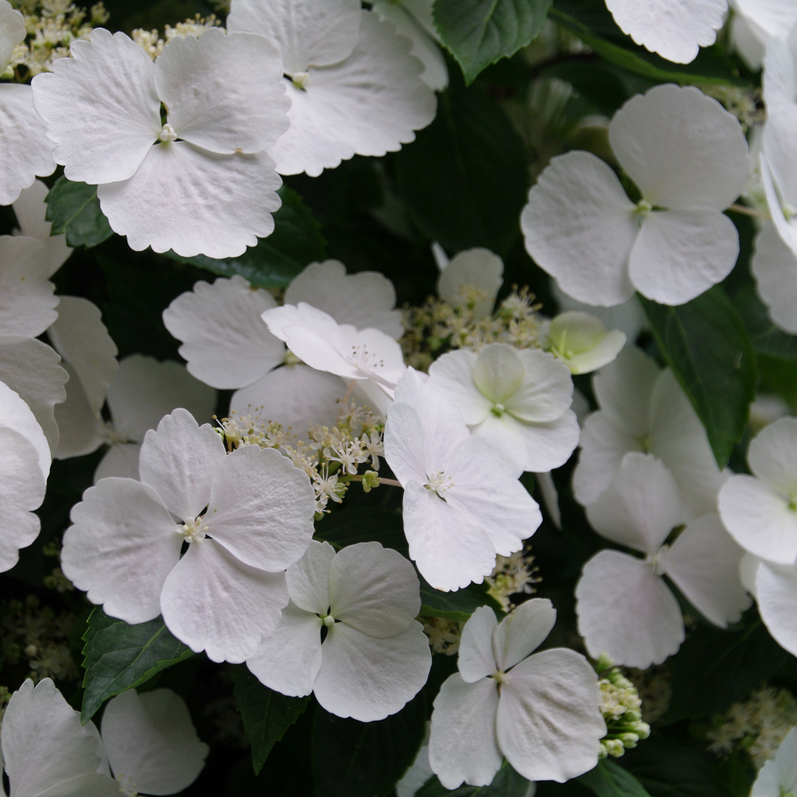 Hydrangea X Fairytrail Bride - View 9 from www redcrocus com