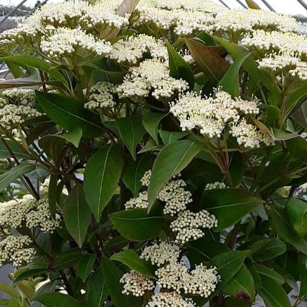 Viburnum Cassinoides Lil Ditty - View 10 from www redcrocus com