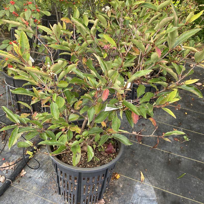 Viburnum Cassinoides Lil Ditty - View 12 from www redcrocus com