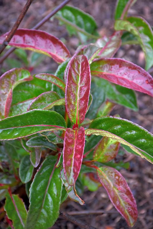 Viburnum Cassinoides Lil Ditty - View 14 from www redcrocus com