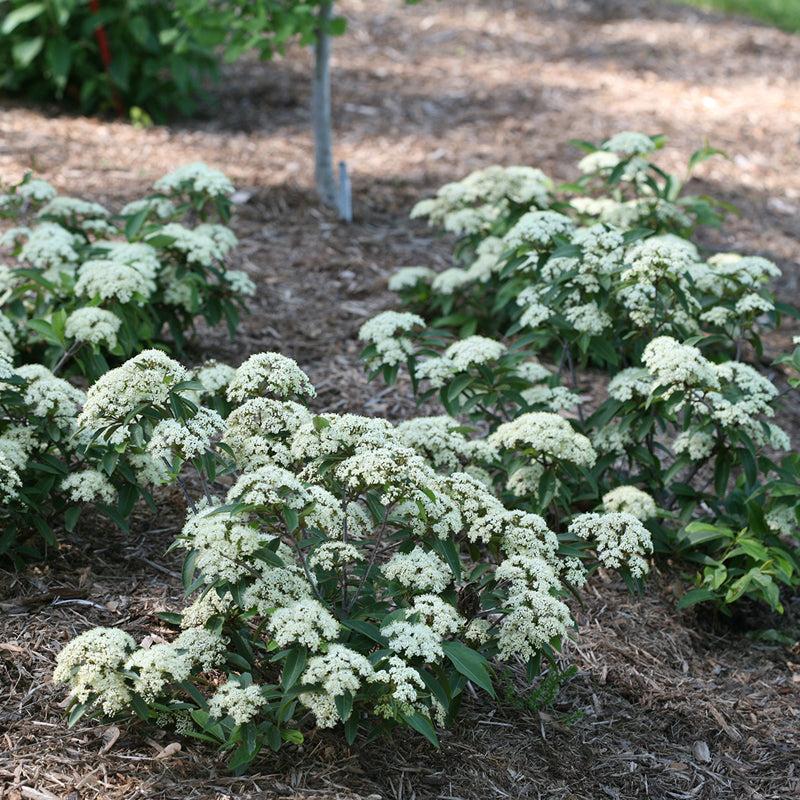 Viburnum Cassinoides Lil Ditty - View 15 from www redcrocus com