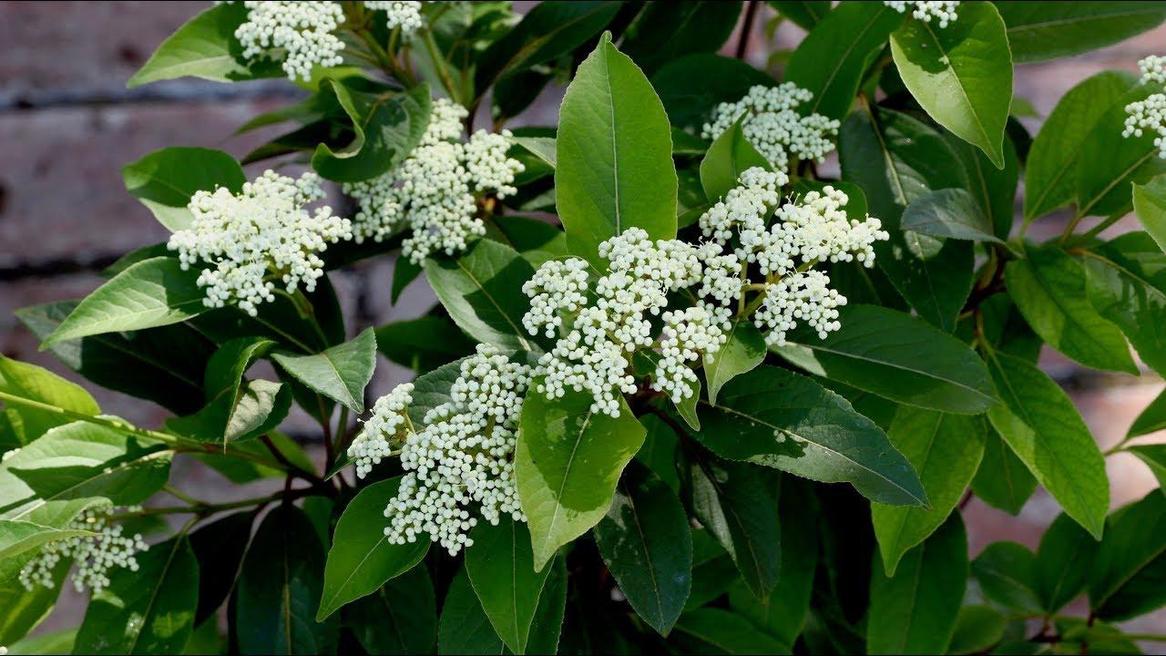 Viburnum Cassinoides Lil Ditty - View 16 from www redcrocus com