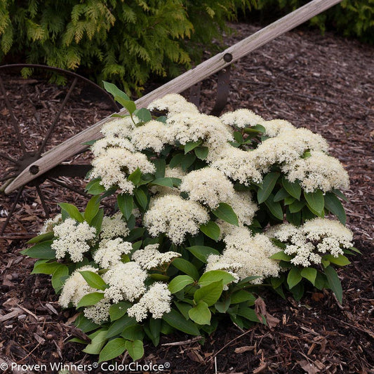 Viburnum Cassinoides Lil Ditty - View 1 from www redcrocus com