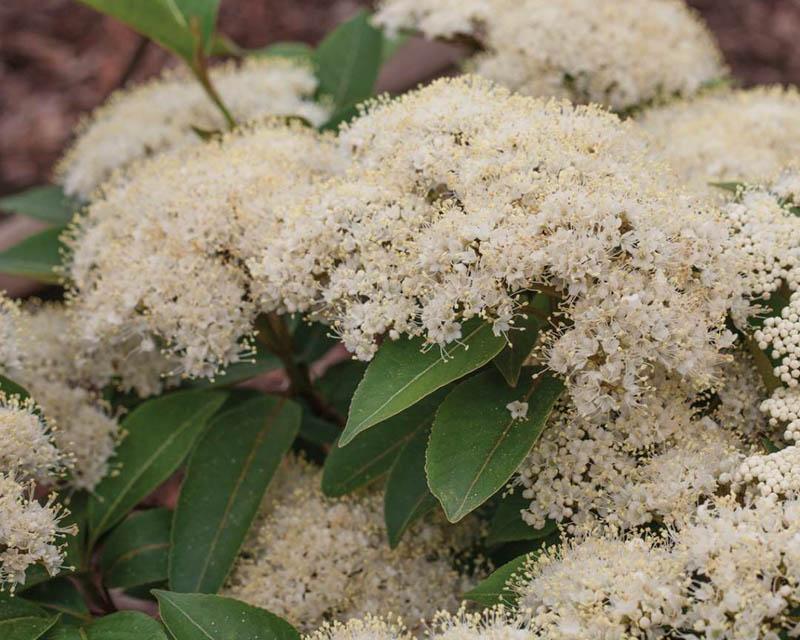 Viburnum Cassinoides Lil Ditty - View 4 from www redcrocus com