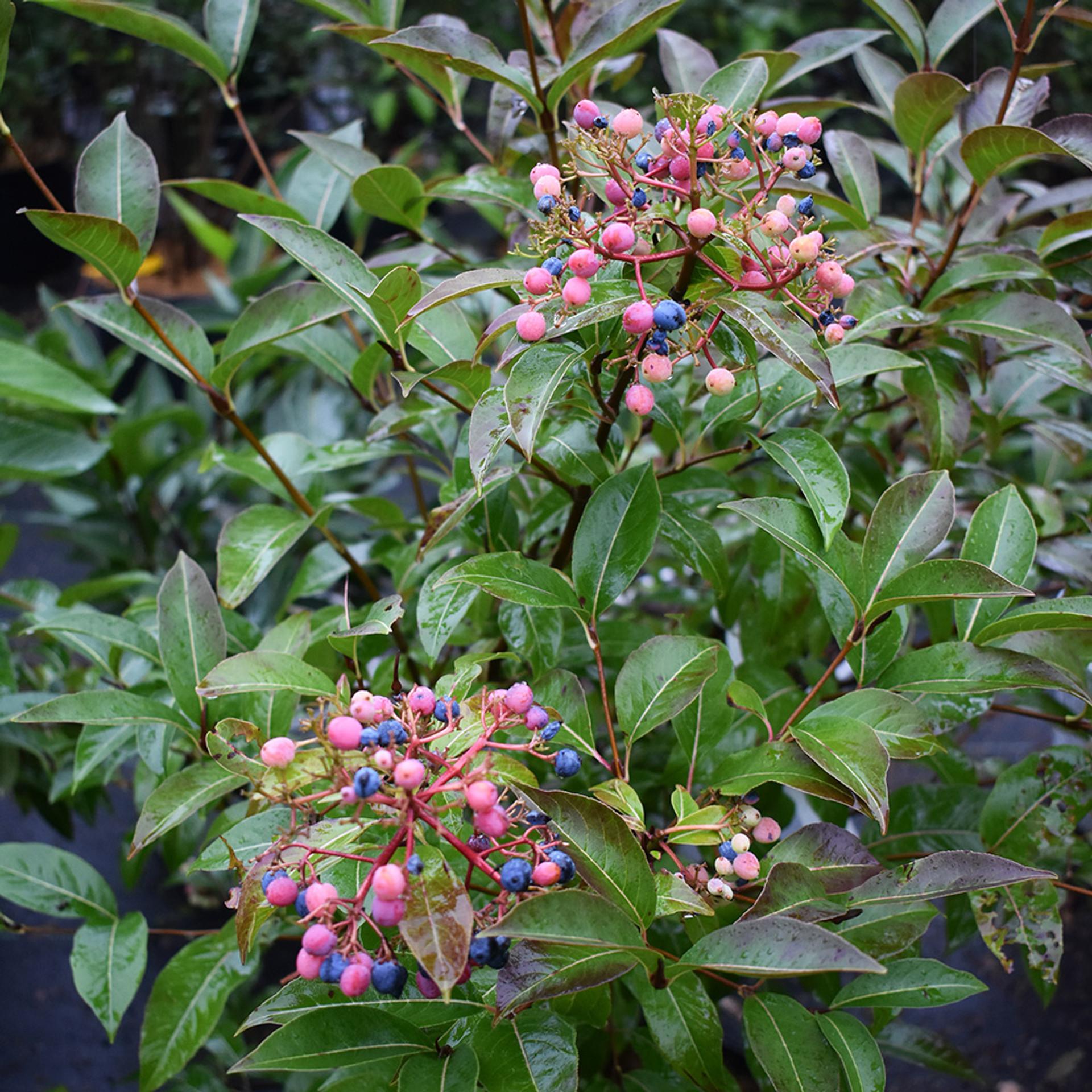Viburnum Cassinoides Lil Ditty - View 6 from www redcrocus com