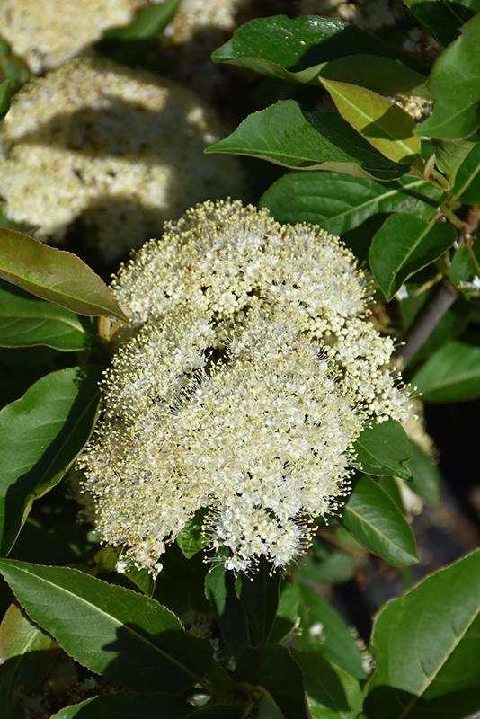 Viburnum Cassinoides Lil Ditty - View 7 from www redcrocus com