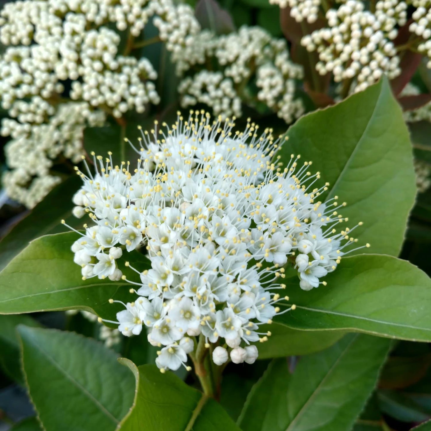 Viburnum Cassinoides Lil Ditty - View 8 from www redcrocus com