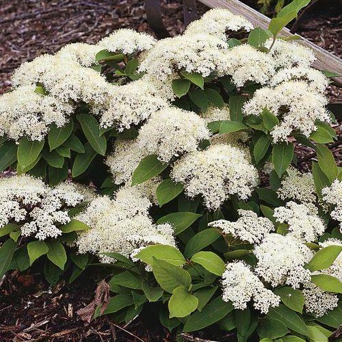 Viburnum Cassinoides Lil Ditty - View 9 from www redcrocus com