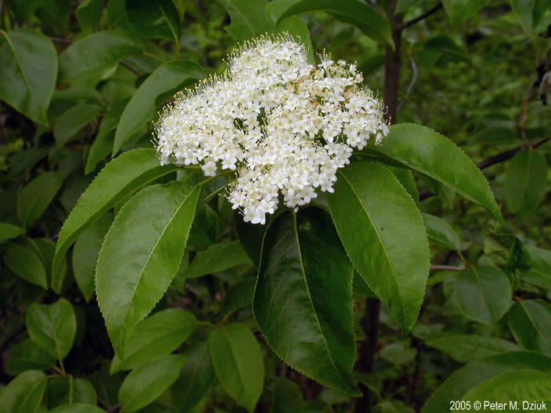 Viburnum Lentago - View 11 from www redcrocus com