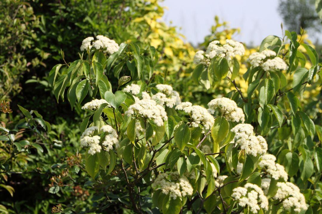 Viburnum Lentago - View 16 from www redcrocus com