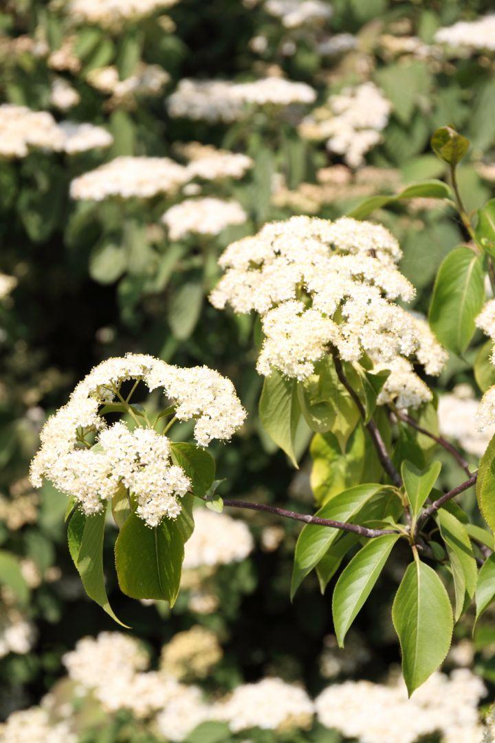 Viburnum Lentago - View 17 from www redcrocus com