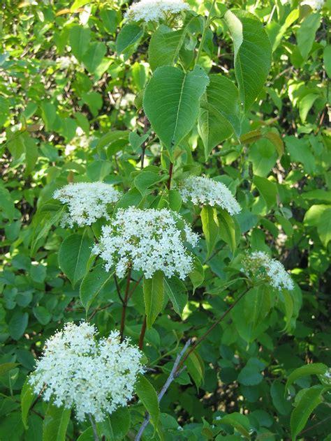 Viburnum Lentago - View 1 from www redcrocus com