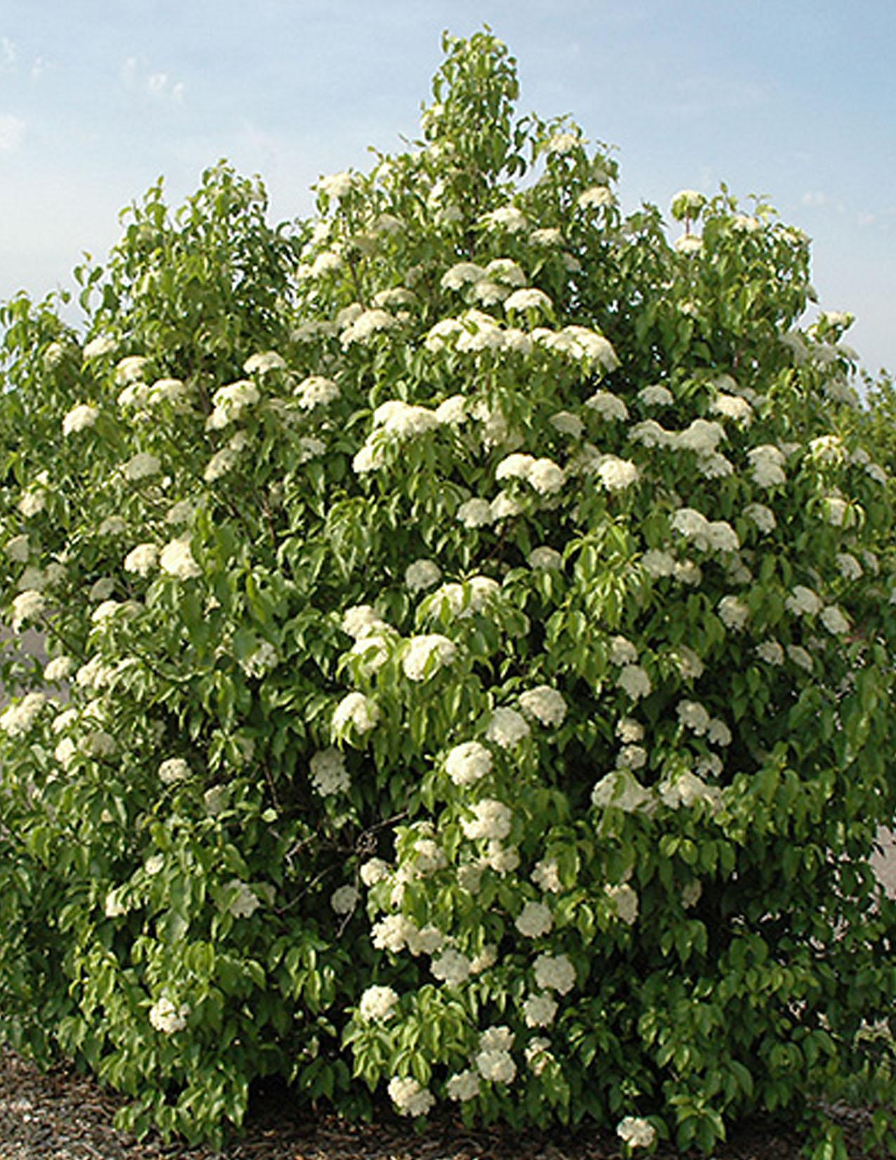 Viburnum Lentago - View 3 from www redcrocus com