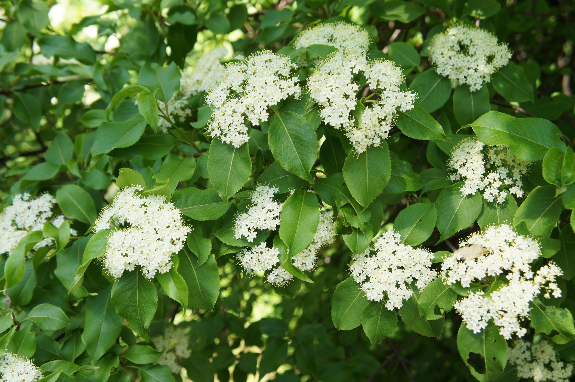 Viburnum Lentago - View 9 from www redcrocus com