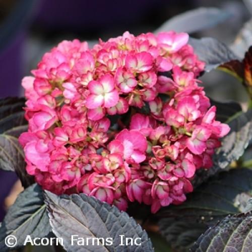 Hydrangea Macrophylla Eclipse - View 11 from www redcrocus com