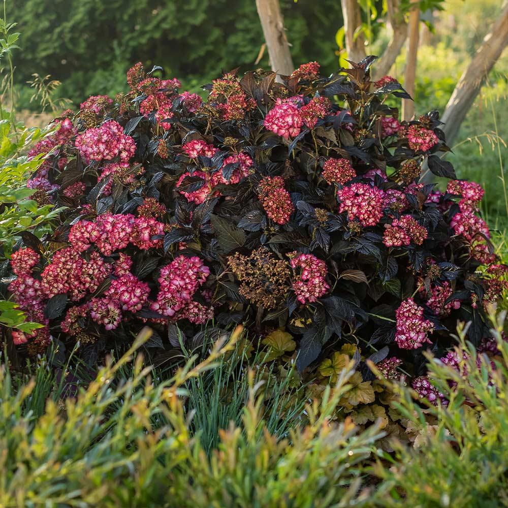 Hydrangea Macrophylla Eclipse - View 12 from www redcrocus com